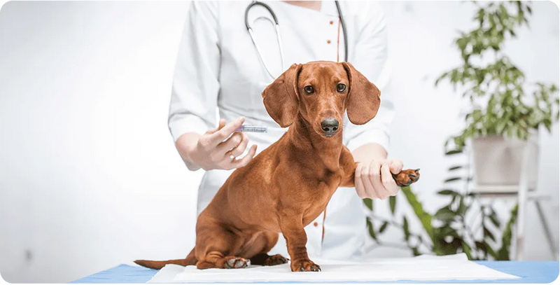 O Papel da Higiene e do Bem-Estar na Prevenção de Doenças em Pets Fêmeas