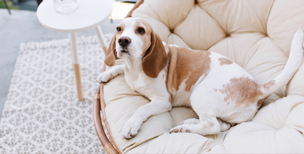 Sofá à prova de pets: como escolher o tecido ideal e manter a limpeza em dia