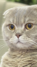 Kit Premium Blindagem e Limpeza de Tapetes Linha Pet